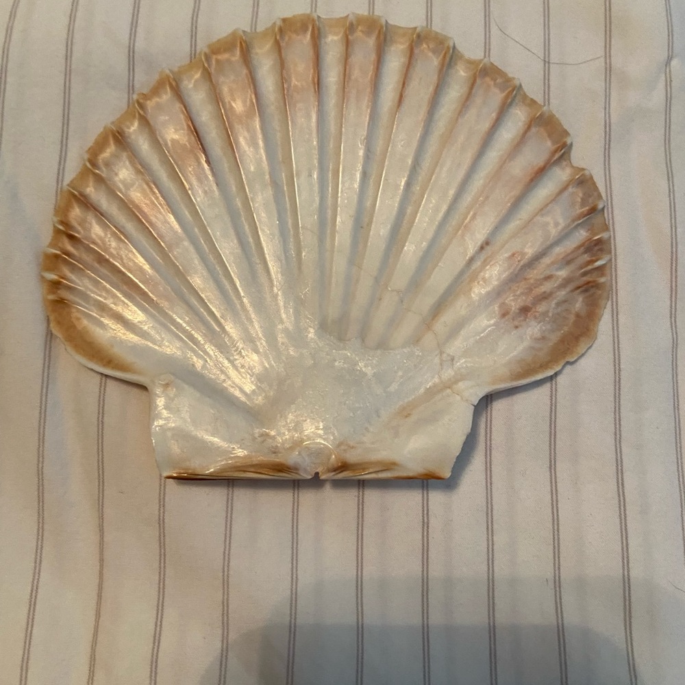 Beautiful Sea Shell - Picture 3 of 3
